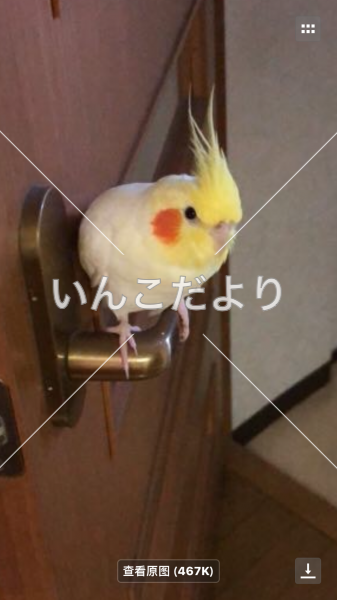 迷い鳥の写真