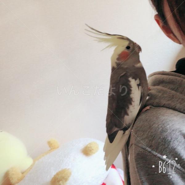 迷い鳥の写真