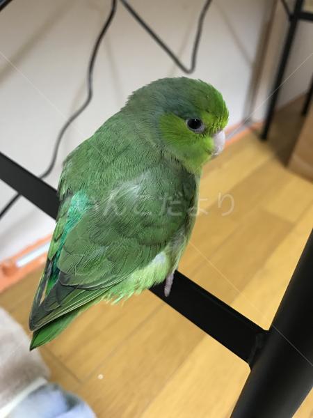 迷い鳥の写真