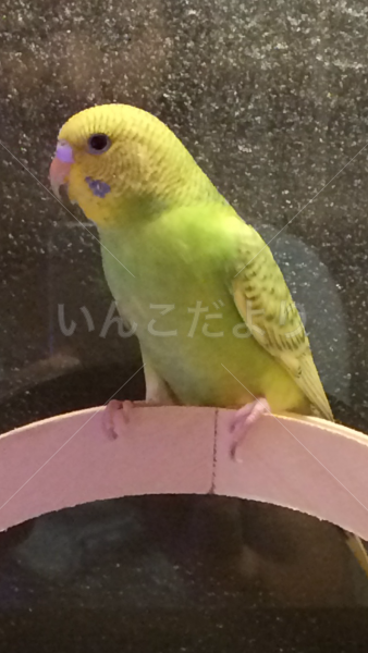 迷い鳥の写真