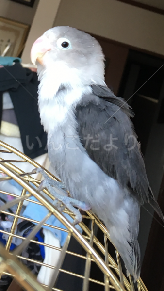 迷い鳥の写真