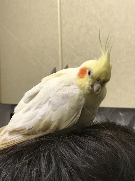 迷い鳥の写真