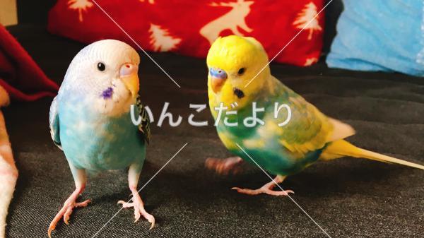 迷い鳥の写真