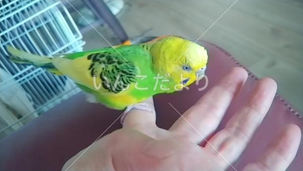 迷い鳥の写真