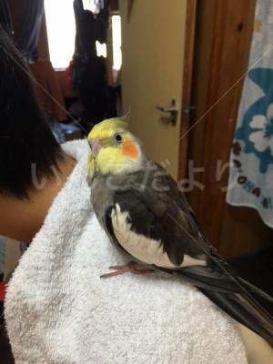 迷い鳥の写真