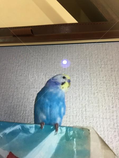 保護鳥の写真
