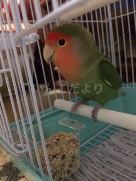保護鳥の写真
