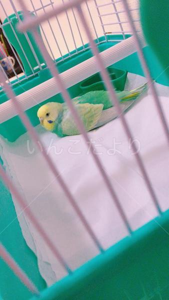 迷い鳥の写真