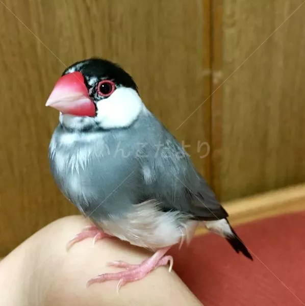 保護鳥の写真
