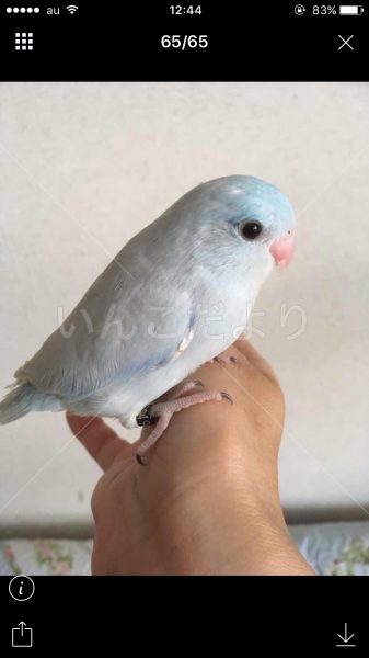 迷い鳥の写真