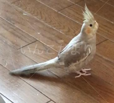 迷い鳥の写真