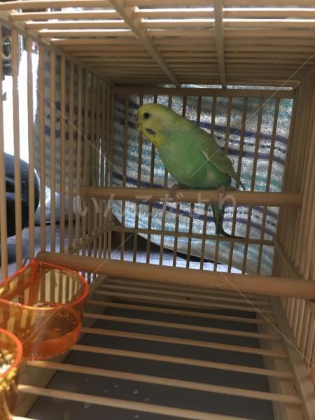 保護鳥の写真