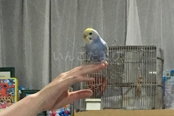 迷い鳥の写真