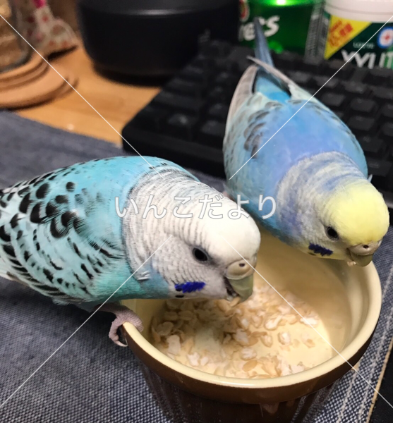 迷い鳥の写真