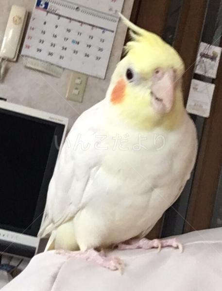 迷い鳥の写真