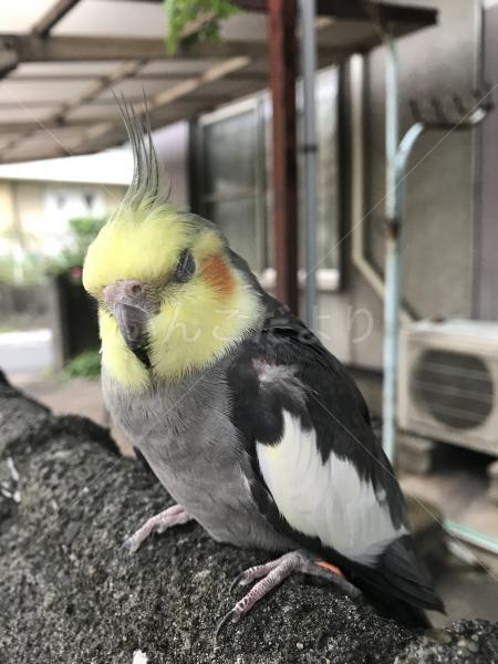 保護鳥の写真