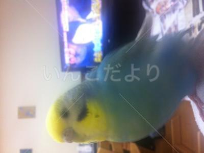迷い鳥の写真