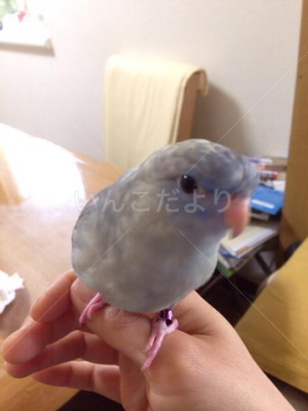 迷い鳥の写真