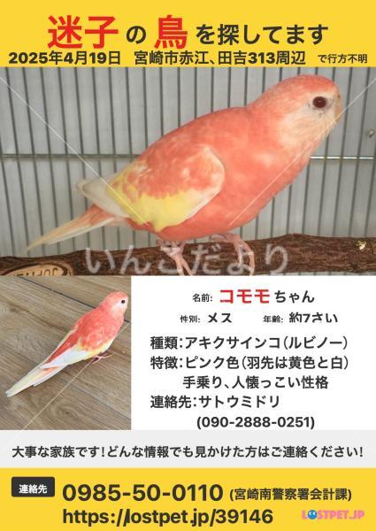 迷い鳥の写真