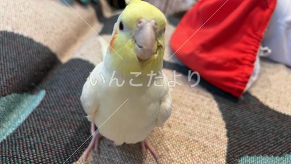 迷い鳥の写真