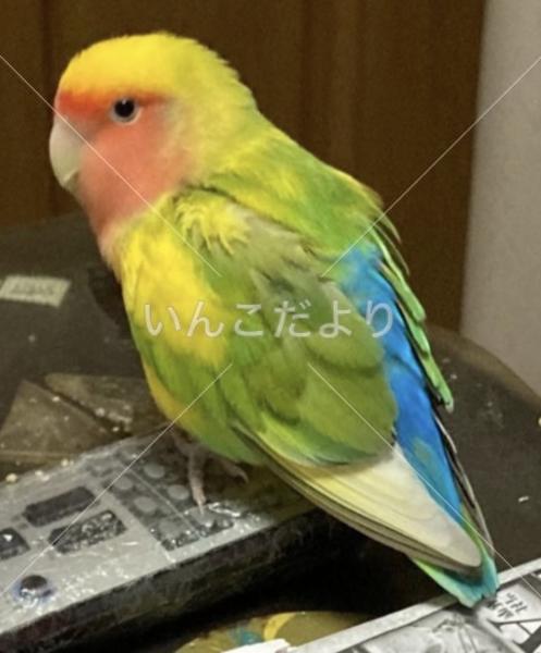 迷い鳥の写真