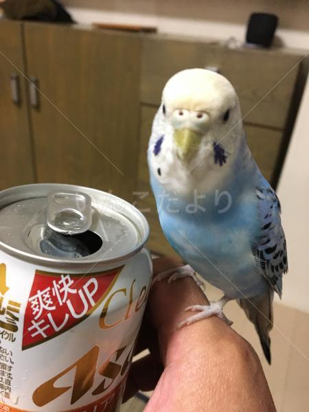 迷い鳥の写真