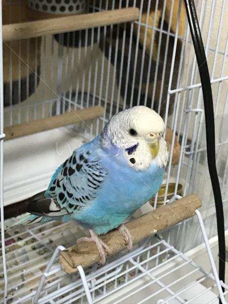 保護鳥の写真