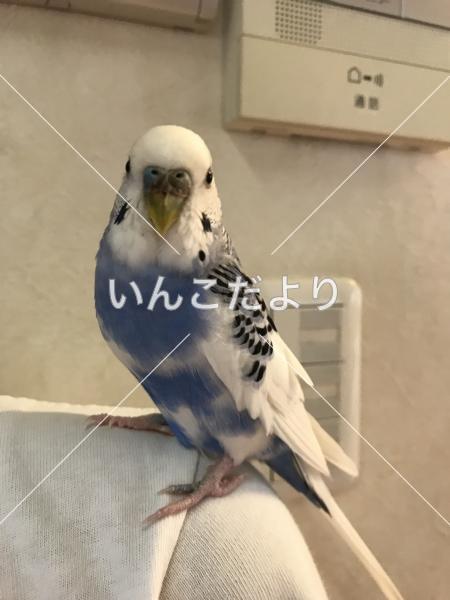 保護鳥の写真