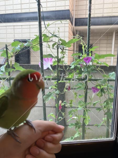 迷い鳥の写真