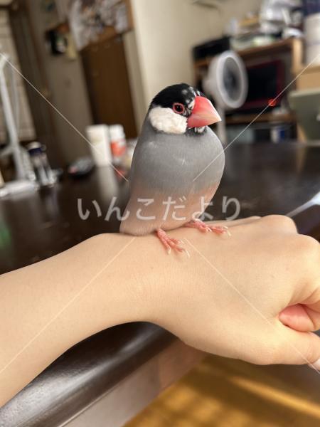 迷い鳥の写真
