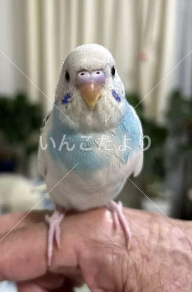 保護鳥の写真