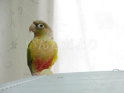 迷い鳥の写真
