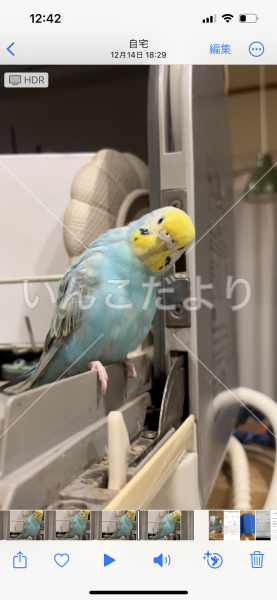 迷い鳥の写真