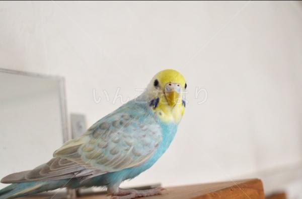 迷い鳥の写真