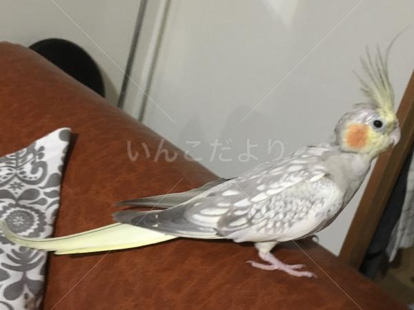 保護鳥の写真