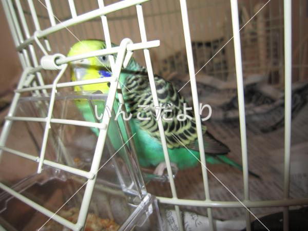 保護鳥の写真