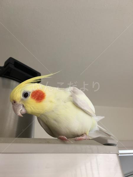 迷い鳥の写真