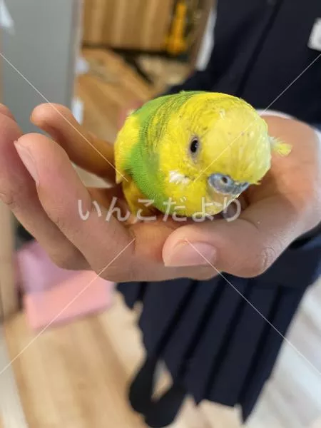 保護鳥の写真