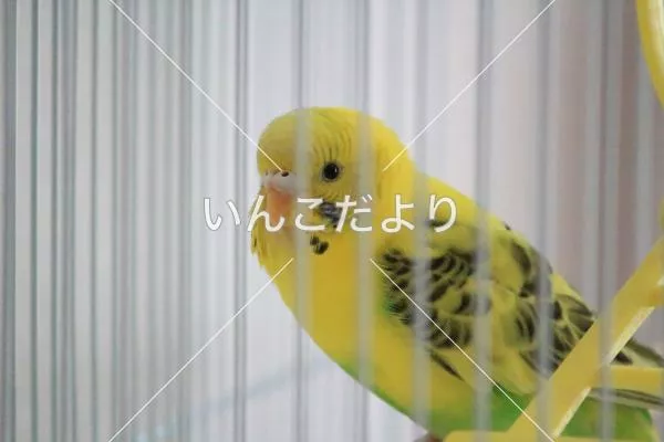 保護鳥の写真