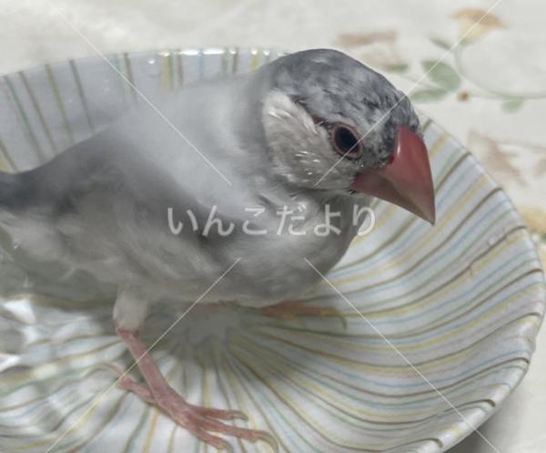 迷い鳥の写真