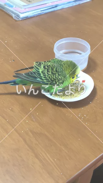 保護鳥の写真