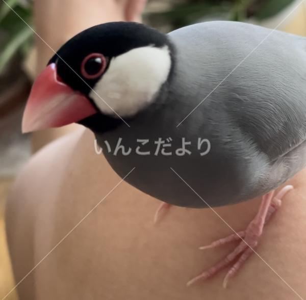 迷い鳥の写真