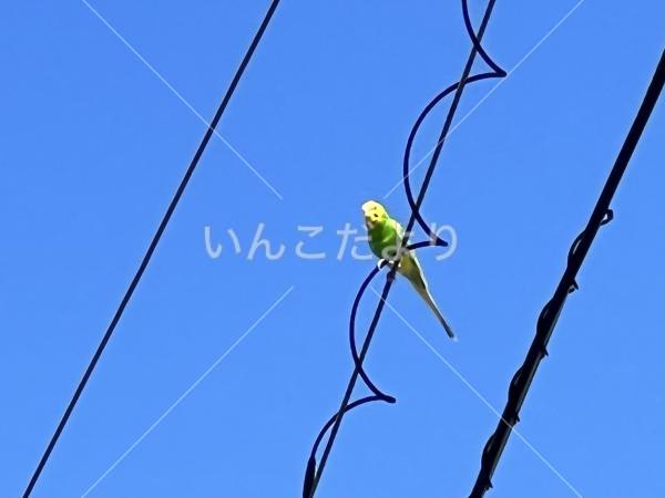 保護鳥の写真