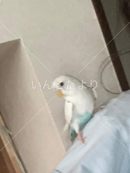 迷い鳥の写真