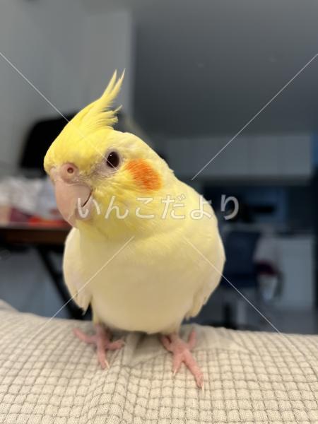 迷い鳥の写真