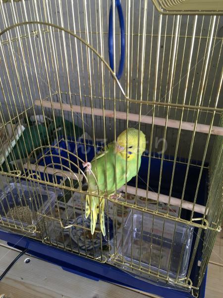 迷い鳥の写真