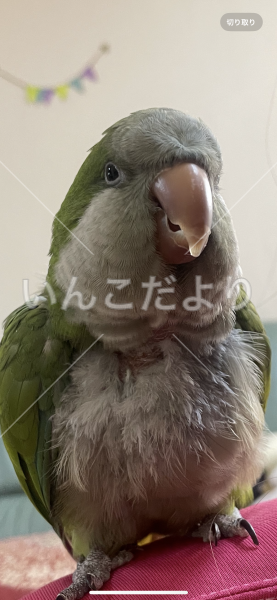 迷い鳥の写真
