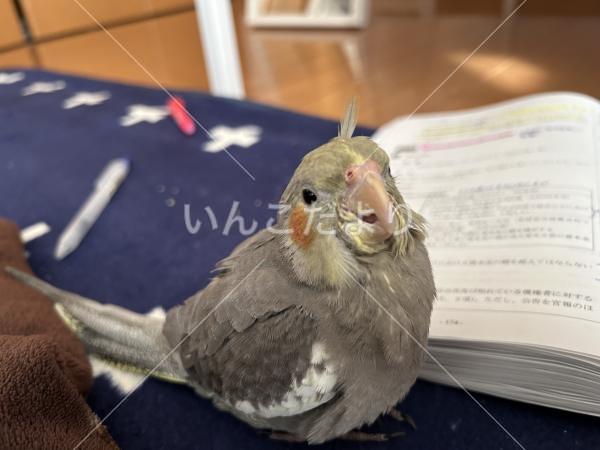 迷い鳥の写真