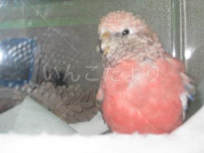 保護鳥の写真