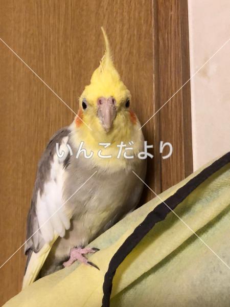 迷い鳥の写真